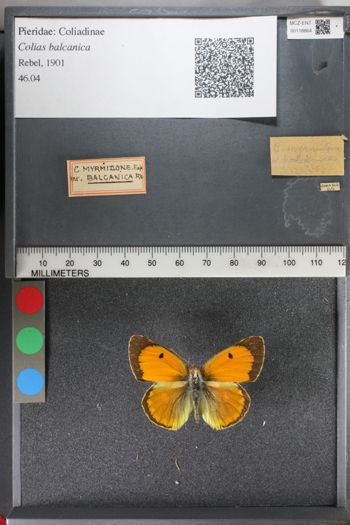 Media type: image;   Entomology 118864